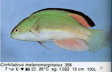 Cirrhilabrus melanomarginatus